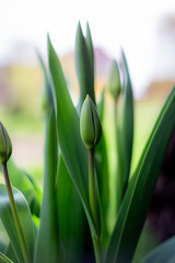 Green tulip buds in a green garden background under the rays of a spring sunflower. Flowerbed with tulips with still closed green buds.