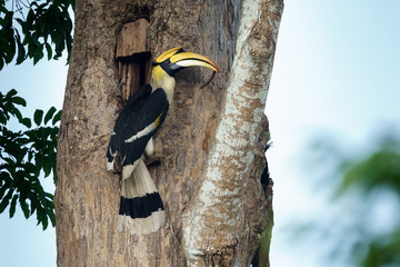 Great hornbill feeding on centipede in Khaoyai National Park Thailand
