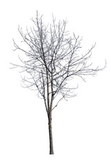 young winter tree with bare dense branches