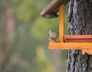 Close up female European greenfinch, Chloris chloris bird perched on the bird feeder table with sunflower seed. Bird feeding concept. Selective focus.