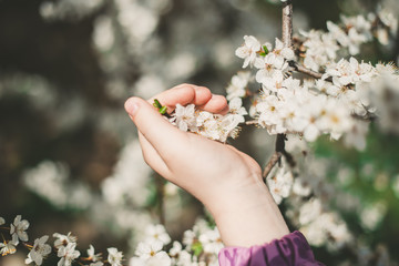 White cherry flowers in children's hands close-up. Spring photo. Caring for nature and love.