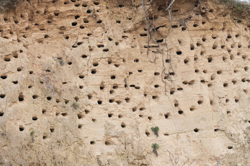 Nesting place for the Sand Martin, or Bank swallows - Riparia riparia - nest colony