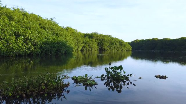 Visiting the Mangroves of La Tovara National Park. Ramsar Site, City of San Blas. Matanchen Bay, Pacific Ocean, Riviera Nayarit, Nayarit State, Mexico, Central America, America