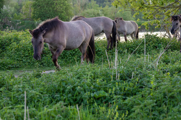 Fototapeta premium Konik breed horses grazing during sunset in the natural park Eijser Beemden (english Eijser Beemden) alongside the river Meuse as part of a natural ecology system in this area