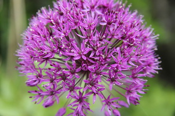 Allium pink opening flower head bud