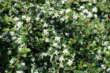 Branches of Cotoneaster horizontalis with white flowers in mid May