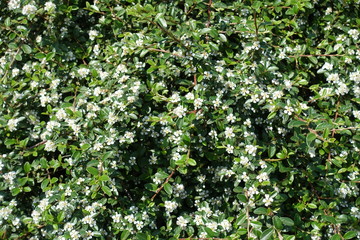 Fototapeta na wymiar Blossoming Cotoneaster horizontalis bush in mid May