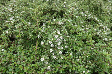 Numerous white flowers in the leafage of Cotoneaster horizontalis in May