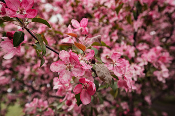 Obraz premium Pink flowers of Apple trees in the spring in Kolomenskoye Park in Moscow