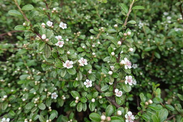 Small white flowers in the leafage of Cotoneaster horizontalis in May
