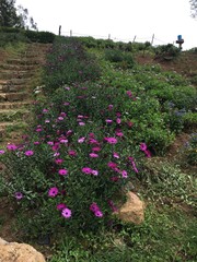 Fototapeta premium African blue-eyed daisy graines