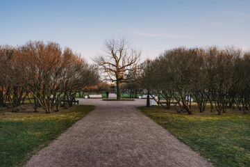 Beautiful tree in early spring in Saint Petersburg