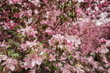 Pink flowers of Apple trees in the spring in Kolomenskoye Park in Moscow