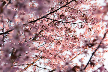 cherry blossom in spring