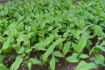 Lots of white flowers in the leafage of Convallaria majalis in May