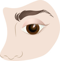 Oko i nos, część twarzy