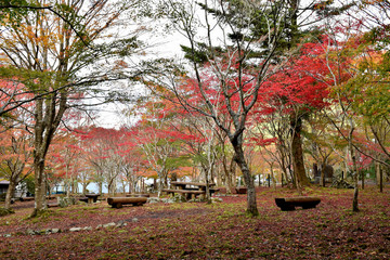 静岡県伊豆天城の紅葉