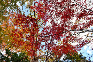 静岡県伊豆天城の紅葉