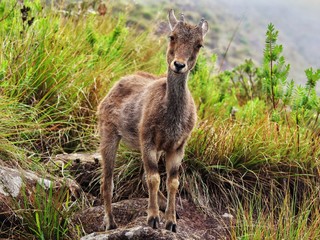 Young nilgri Tahr standing on the rock at Eravikulam National Park Munnar