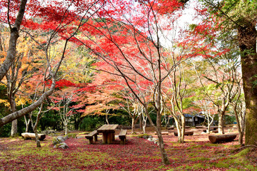 静岡県伊豆天城の紅葉