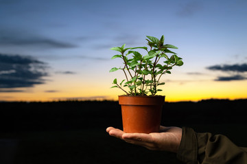 Man holding a pot with peppermint plant outside. Spearmint herb with sunset sky in the background and space for text