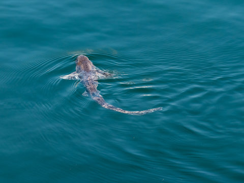 Scyliorhinus Canicula Small-spotted Catshark Lesser Spotted Dogfish