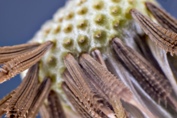 Close-up of dandelion (Taraxacum) seeds just before flying