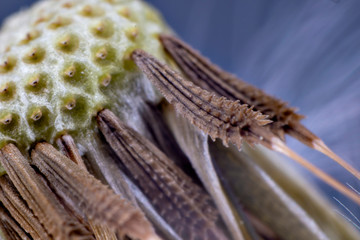 Close-up of dandelion (Taraxacum) seeds just before flying