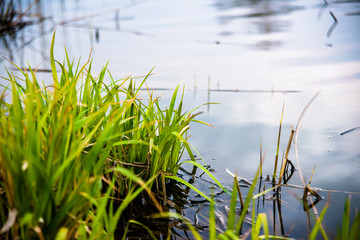 green grass on the left side against the background of water. Spring. © Мария Житная