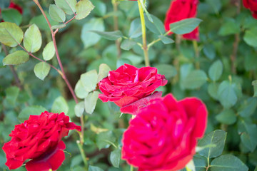 Obraz premium Beautiful red roses flower in the garden