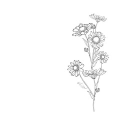 Hand drawn bouquet of contour branches of chamomile flowers and leaves. Isolated on a white background. Black and white. Copy space. Vector stock illustration.