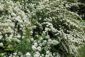 Blooming bush of germander meadowsweet in mid May