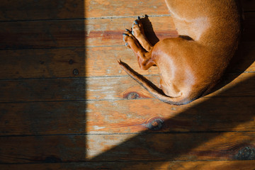 Dog at home in the rays of daylight.