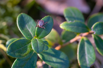Close up of American dog tick crawling on cranberry leaf in nature. These arachnids a most active in spring and can be careers of Lyme disease or encephalitis. Nobody