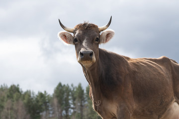 close-up portrait of horned cow outdoors on the grassland. The cow looks at the camera