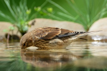 Linnet, Carduelis cannabina drinks water from bird's waterhole. Czechia. Europe.