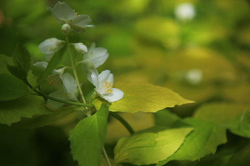 Fiori bianchi e profumati di un cespuglio di Cornus Alba Aurea in primavera: dettagli in primo piano