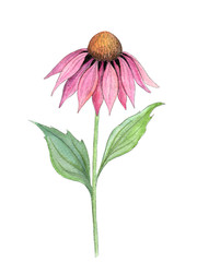 Watercolor sketch of coneflower isolated on white. Hand drawn single echinacea flower with green leaves on a long stem. Medicinal plant. Botanical illustration