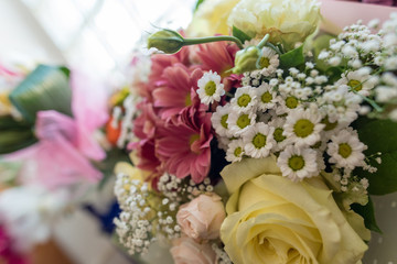 Colorful beauty of seasonal blossom flowers