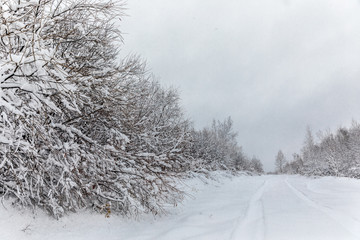 Snow-covered road in a snowy forest