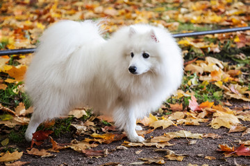 Fototapeta premium Beautiful White Japanese Pomeranian walks in the Park in autumn