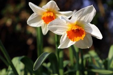 Two White and Orange Daffodils in the Garden