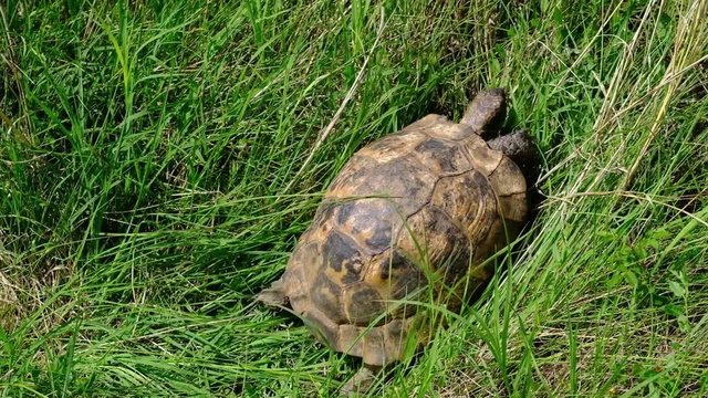 turtle in the grass, Roumania