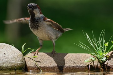 The House sparrow, Passer domesticus, male was startled on stone at bird's watering hole. Czechia. Europe.