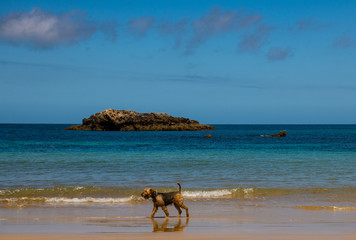Mi Airedale Terrier disfrutando de un dia de playa