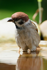 Tree sparrow (Passer montanus) looks at the water in a bird watering hole. Czechia. Europe.