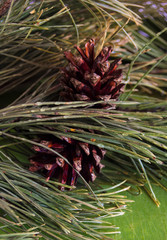 pine cone on a branch