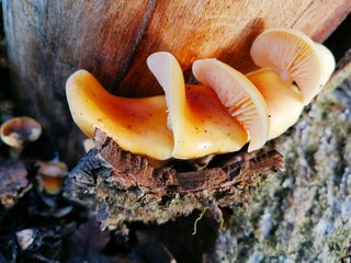 A beautiful group of winter orange opyat mashrooms flammulina grows near the stump