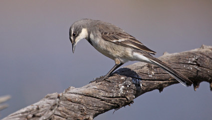 Cape Wagtail