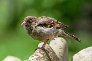Young sparrow on stone at bird's watering hole. He dries feathers. Czechia. Europe.
